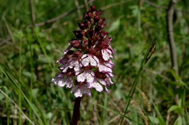 Orchis morio e Orchis purpurea